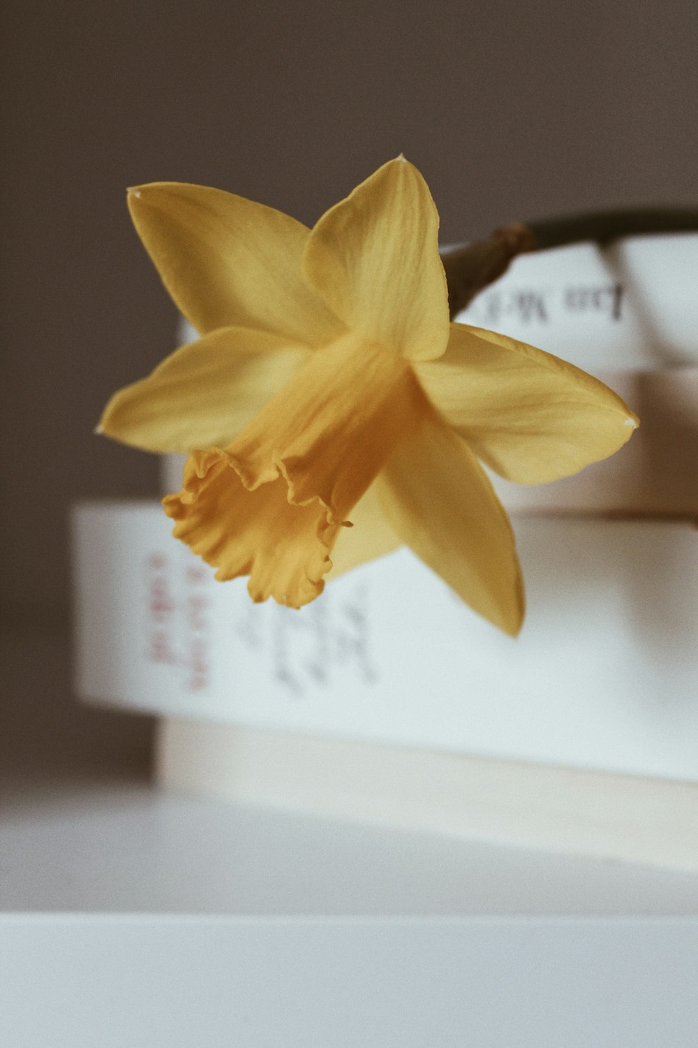 flor amarilla sobre papel blanco