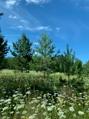 A serene forest scene with volunteers planting young trees under a clear sky.