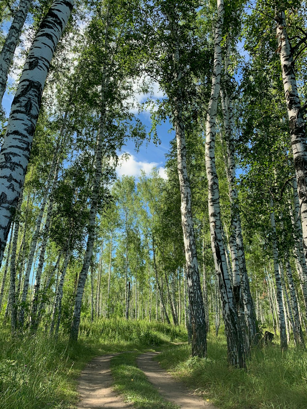 green trees under blue sky during daytime