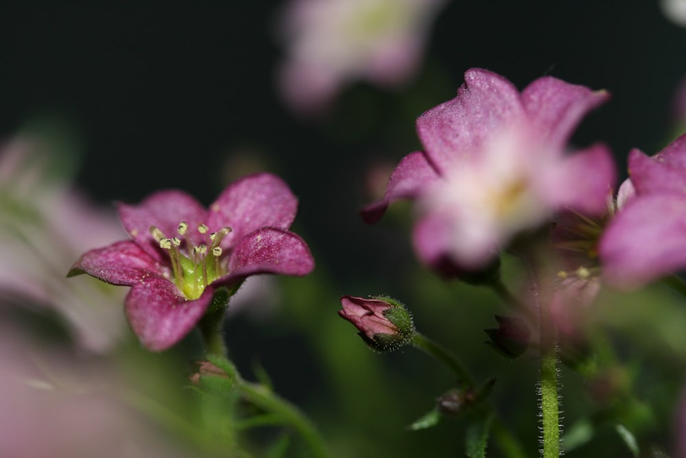 pink and white flower in macro shot