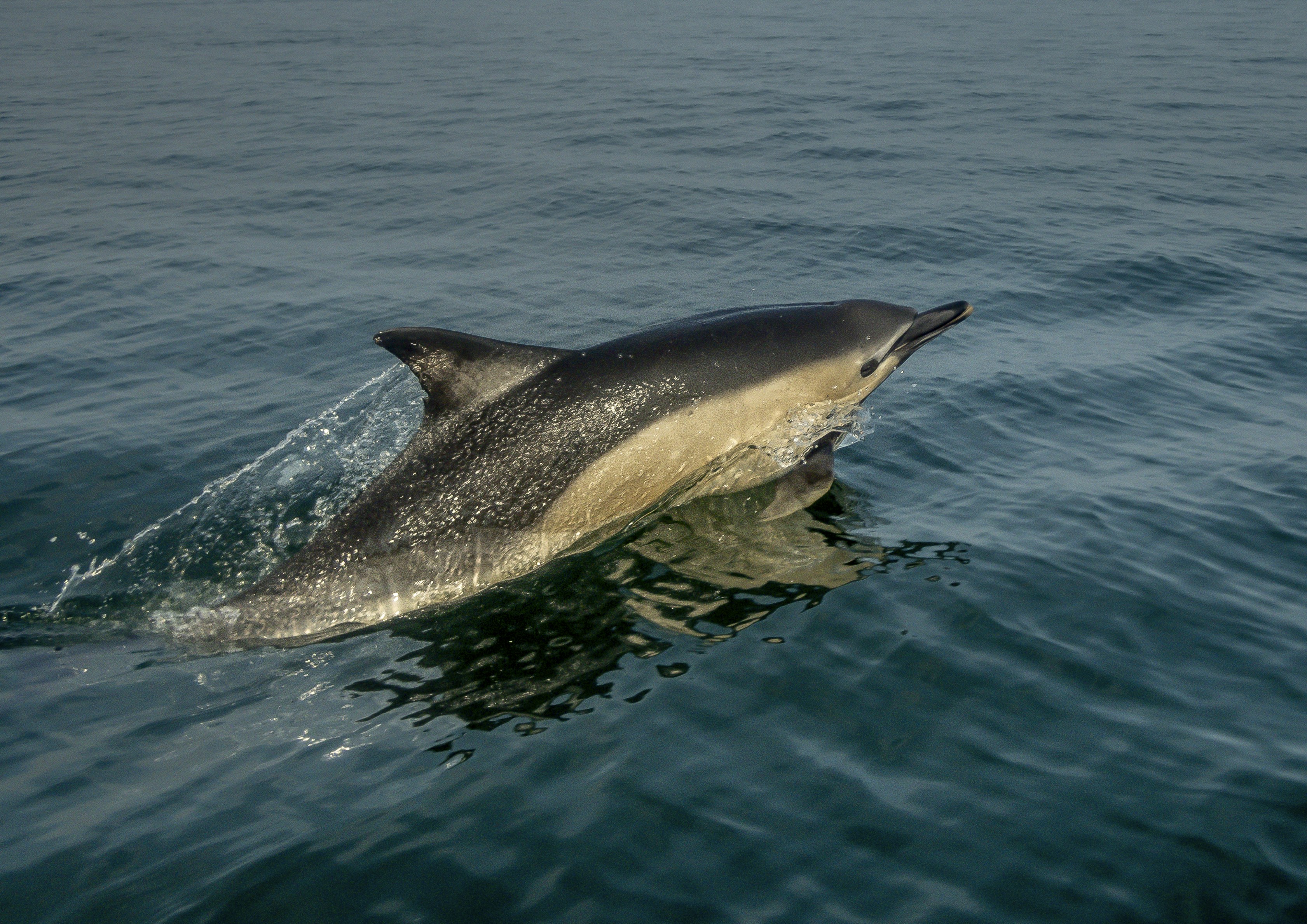 black dolphin in the water