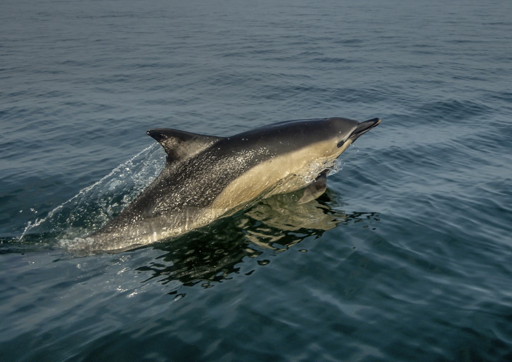 black dolphin in the water