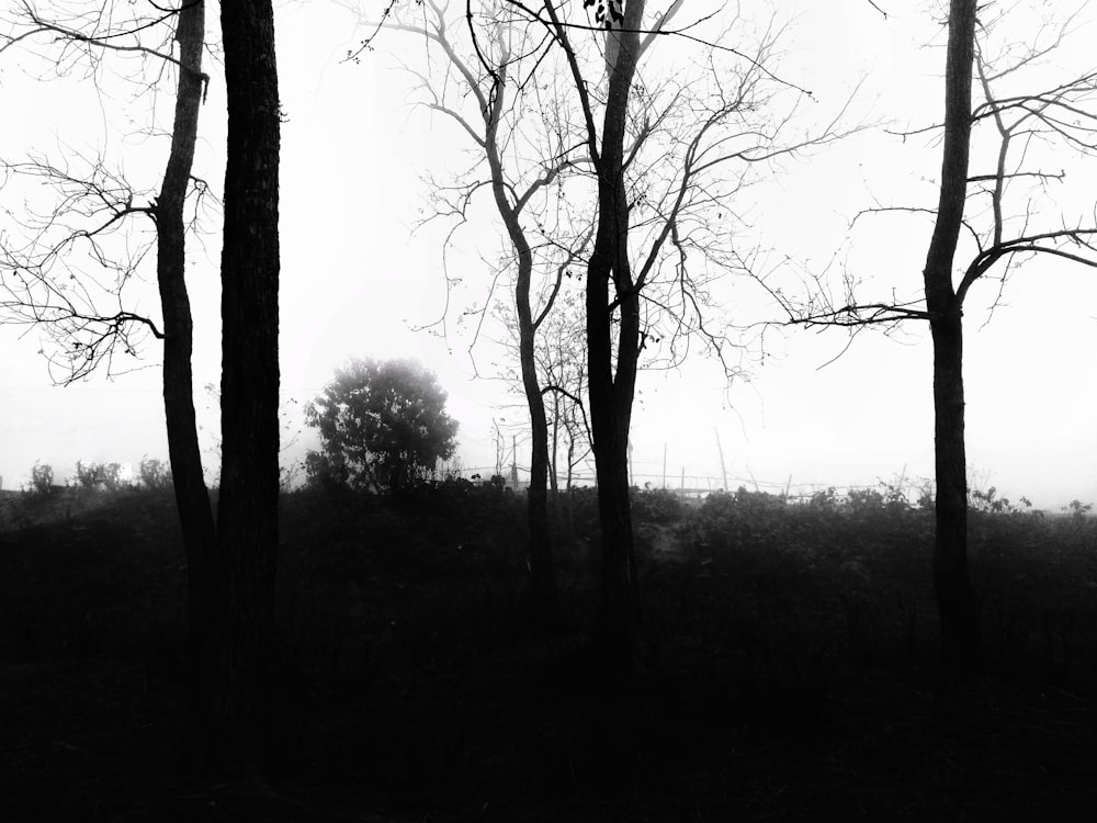 grayscale photo of trees in forest