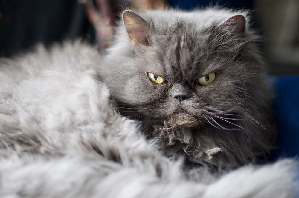 gatto persiano grigio e bianco su tessuto bianco