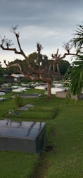 A serene cemetery scene with well-maintained green grass, various gravestones, and a large, leafless tree with elaborate branches in the foreground. More trees are visible in the background under an overcast sky.