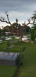 A serene cemetery scene with well-maintained green grass, various gravestones, and a large, leafless tree with elaborate branches in the foreground. More trees are visible in the background under an overcast sky.