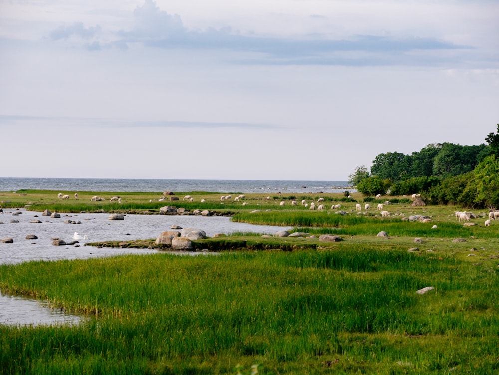 green grass field near body of water during daytime