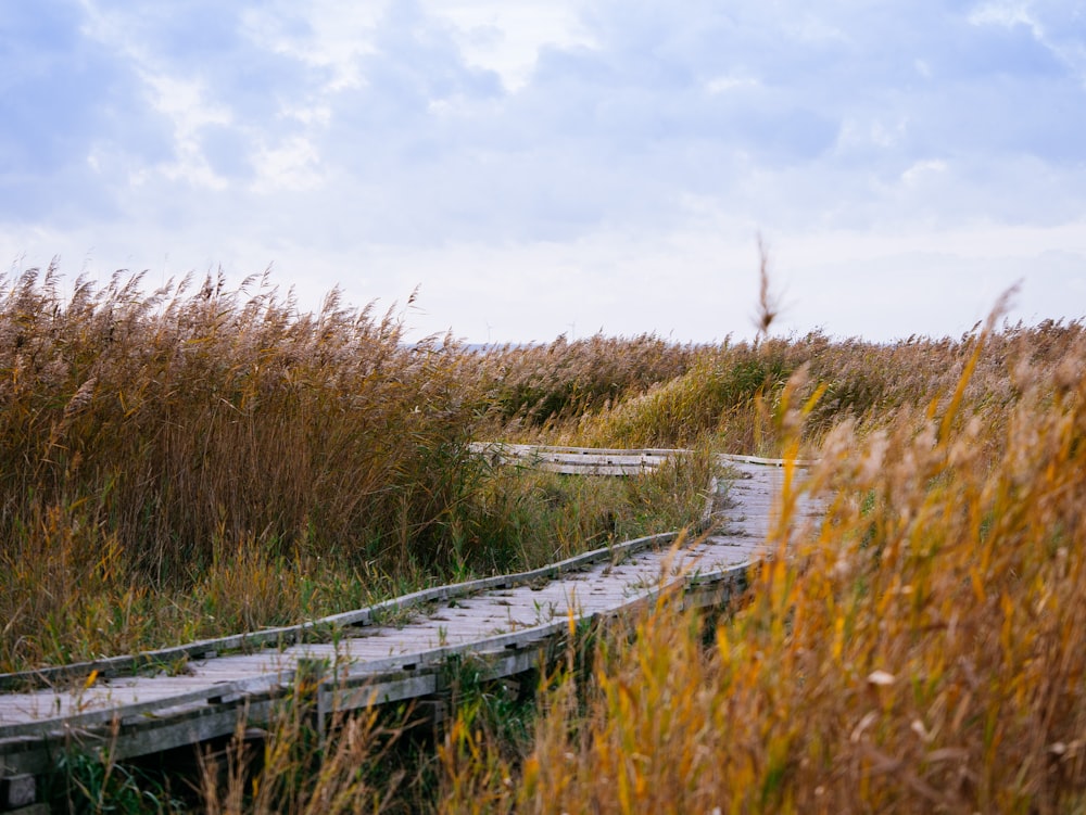 brown grass near body of water during daytime