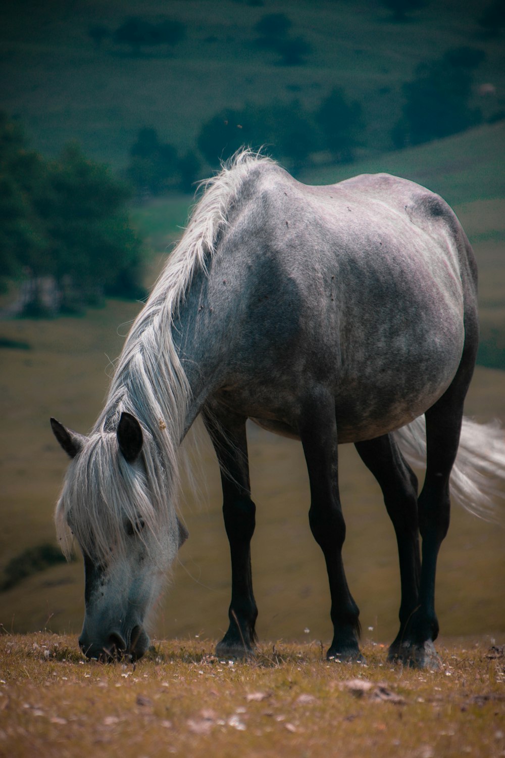 black horse on green grass field during daytime