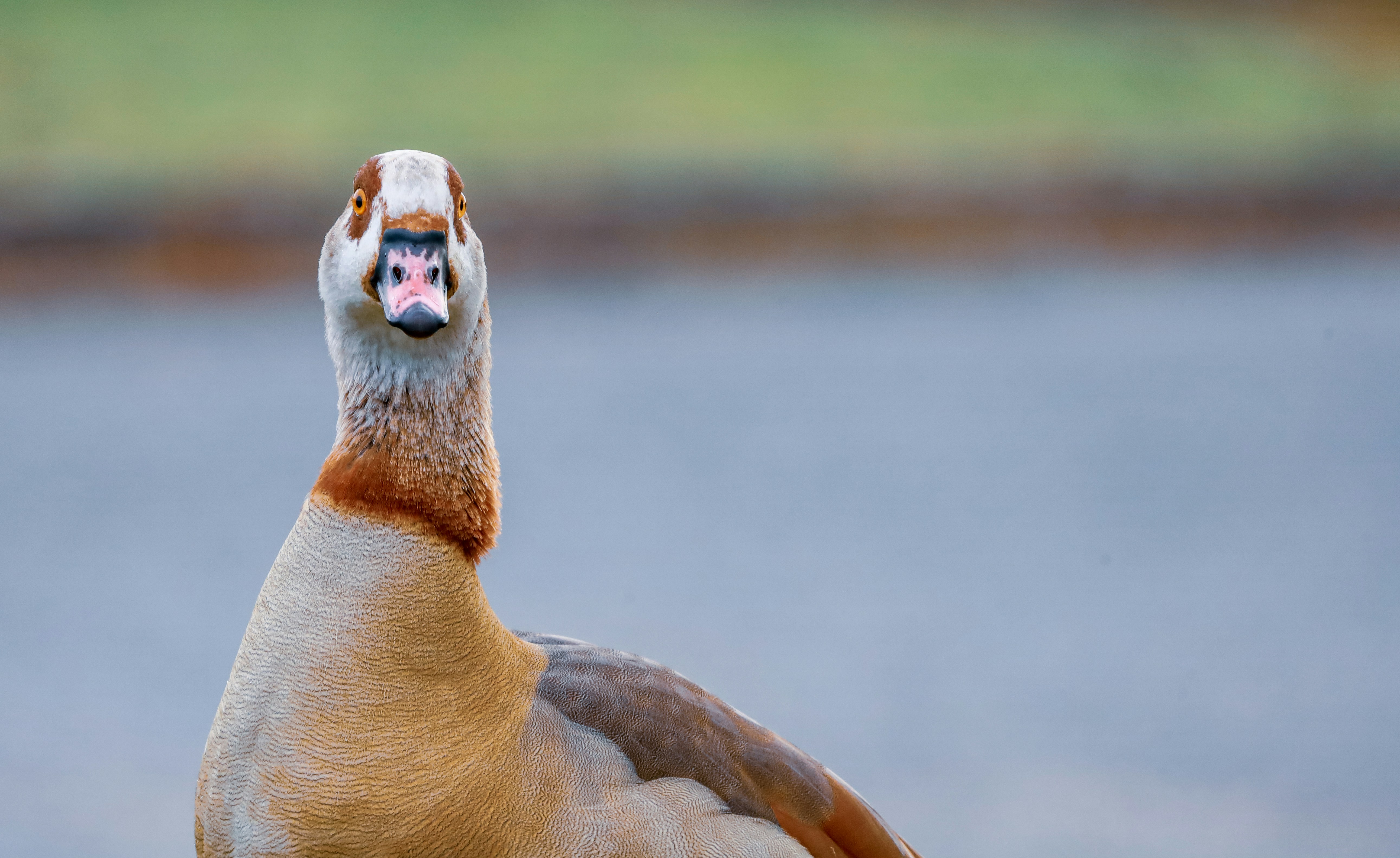 Photo by grievek1610begur