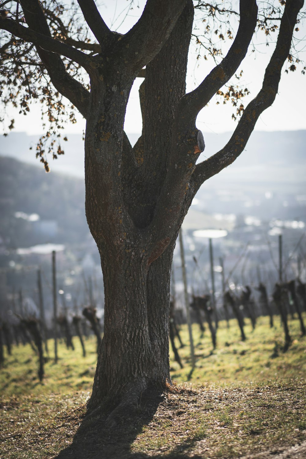 brauner Baum mit grünen Blättern tagsüber