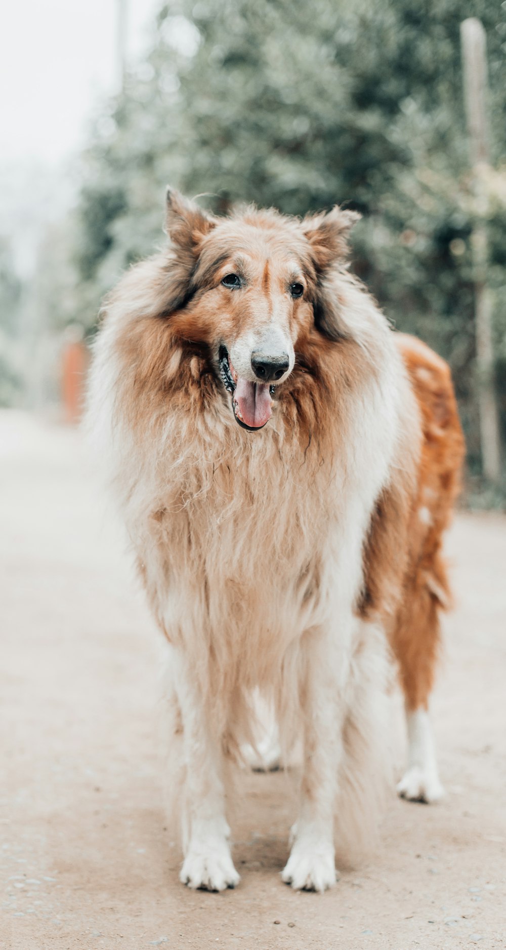 brown and white long coated dog