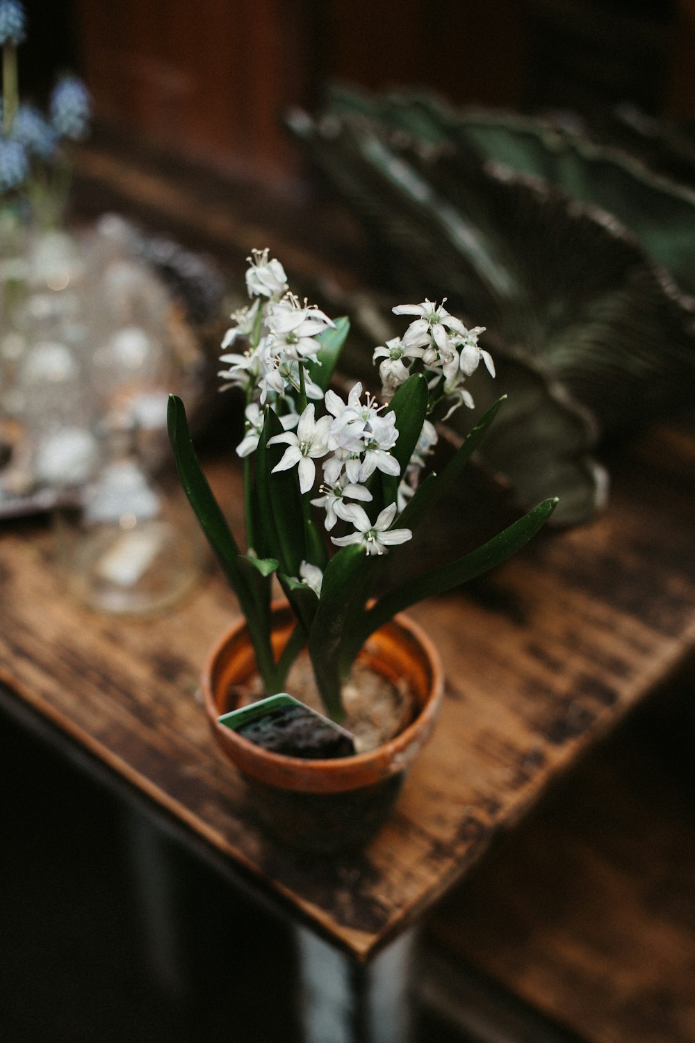 茶色の木製のテーブルに白い花