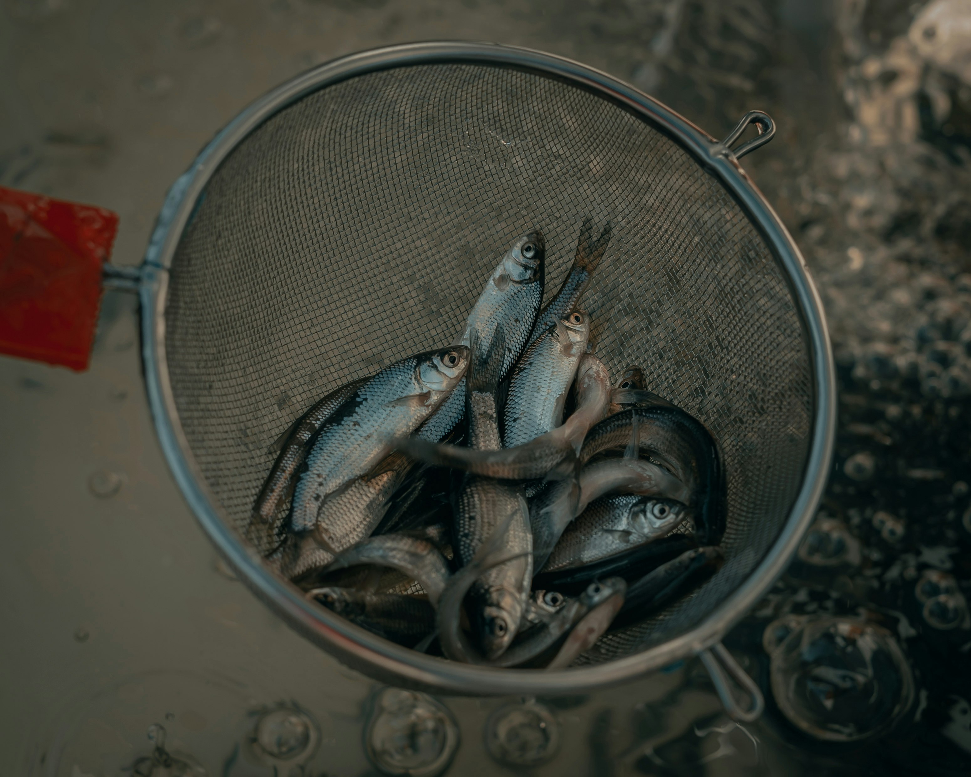 fish in stainless steel round container