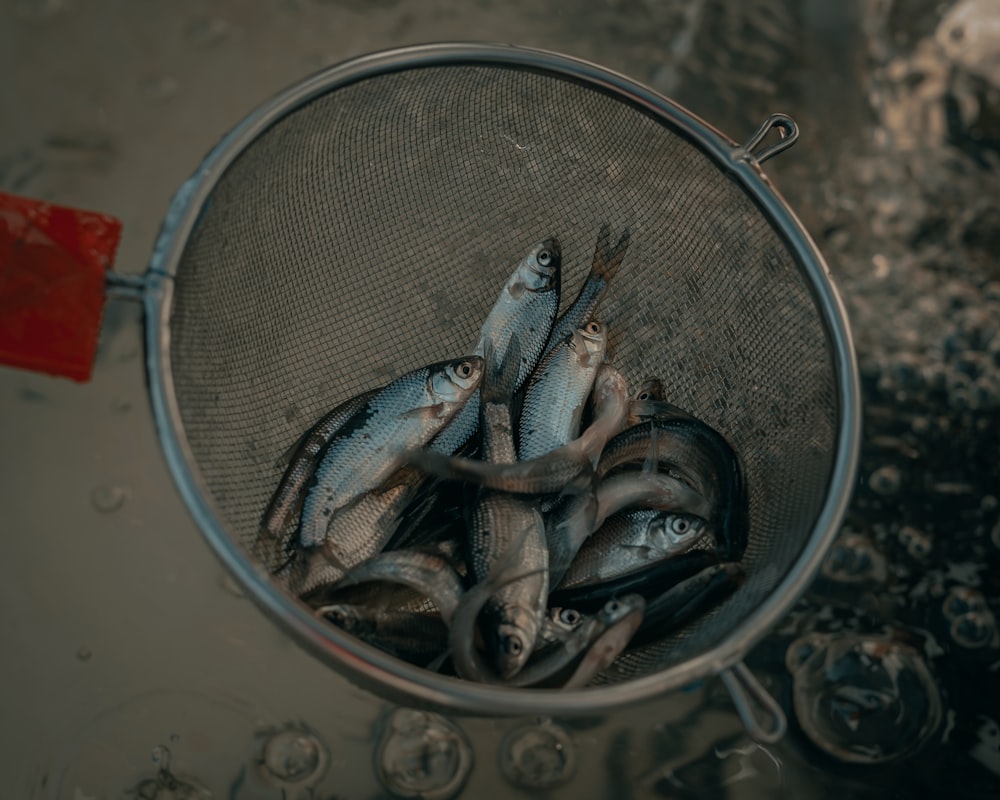 fish in stainless steel round container