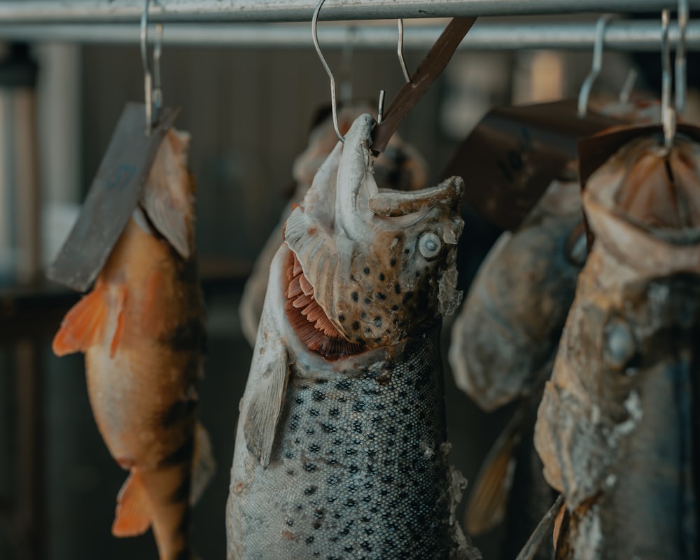 pesce grigio appeso a una barra di metallo grigio