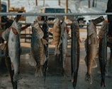 A row of freshly caught fish hanging from hooks on a metal rod. Each fish varies in size and type, with scales and fins clearly visible. In the background, snow can be seen, indicating a cold environment, along with a glimpse of a parked vehicle.