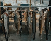 A row of freshly caught fish hanging from hooks on a metal rod. Each fish varies in size and type, with scales and fins clearly visible. In the background, snow can be seen, indicating a cold environment, along with a glimpse of a parked vehicle.