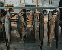 A row of freshly caught fish hanging from hooks on a metal rod. Each fish varies in size and type, with scales and fins clearly visible. In the background, snow can be seen, indicating a cold environment, along with a glimpse of a parked vehicle.