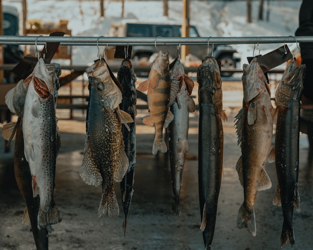 silver fish on gray steel fish rack