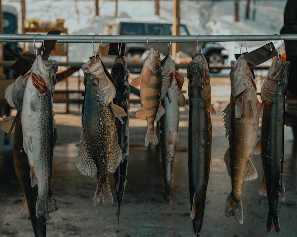Premium Fishing Gear Collection