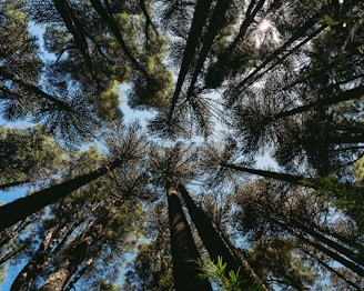 low angle photography of green trees during daytime