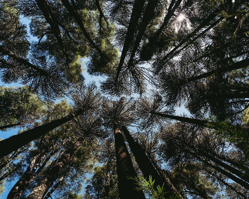 low angle photography of green trees during daytime