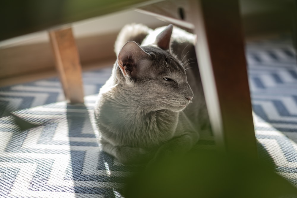 white and gray cat on blue and white plaid textile