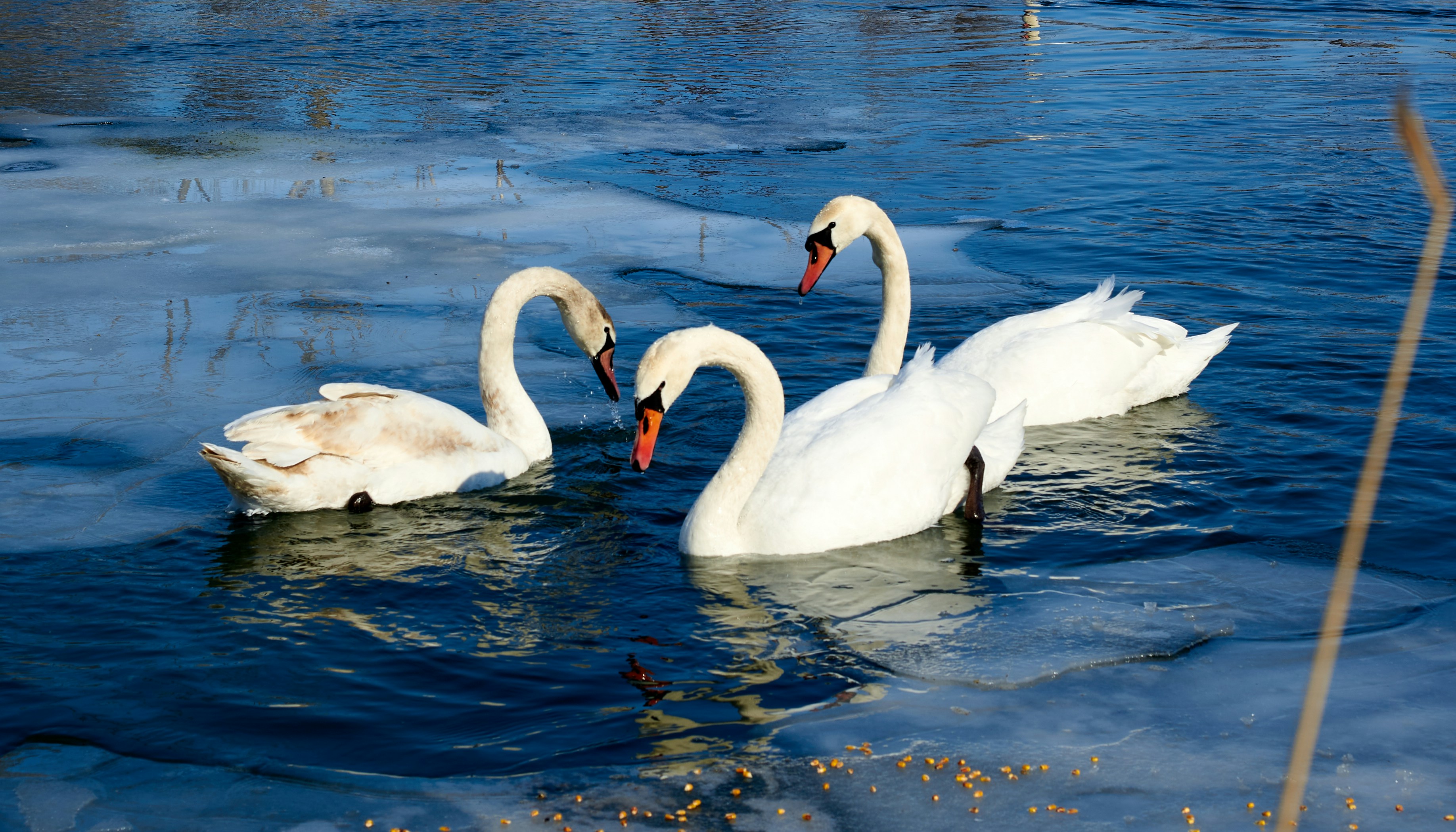 Photo by cosminalex21