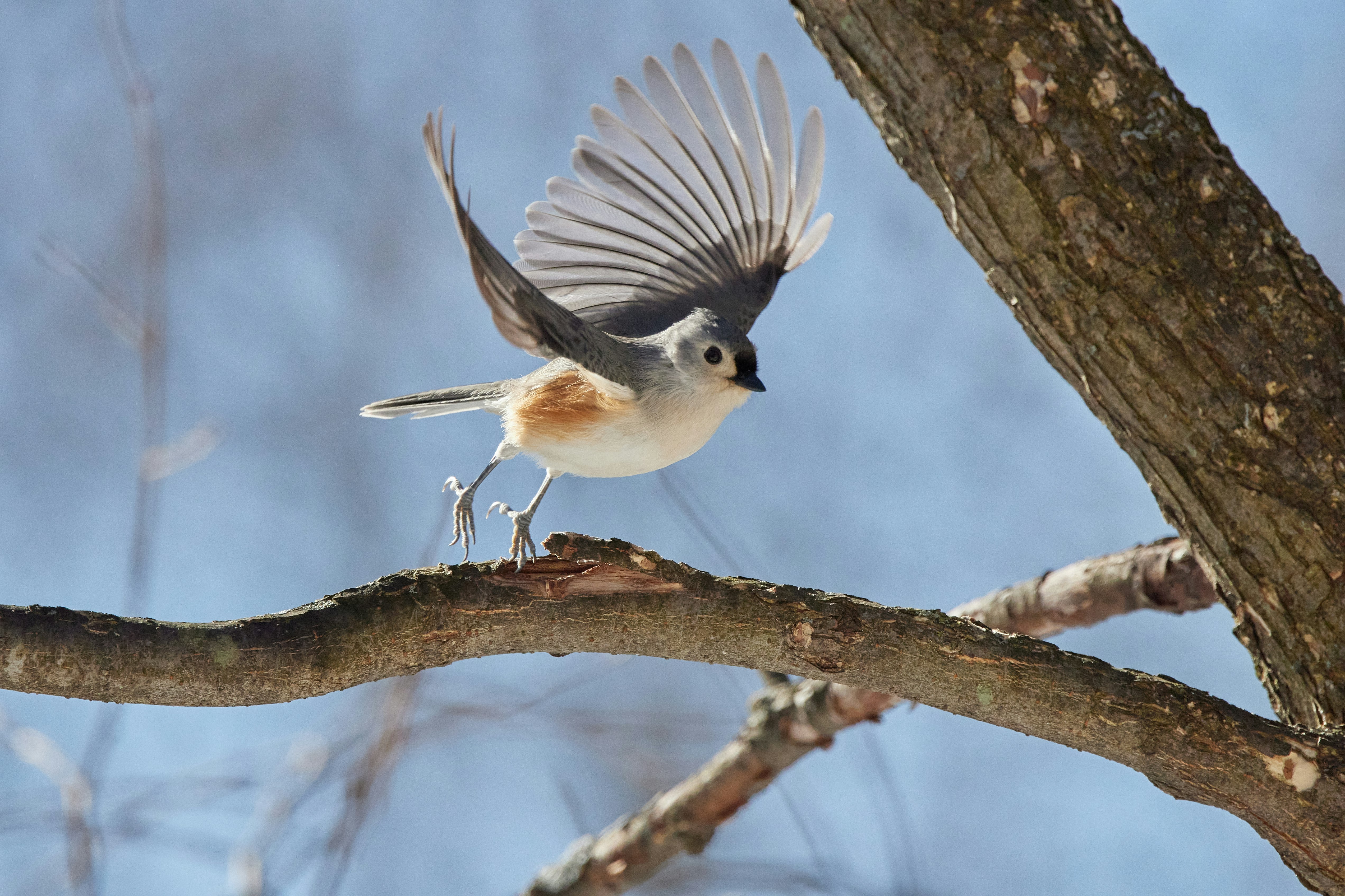 A tufted titmouse spreads its wings to start flying on a sunny winter afternoon. 