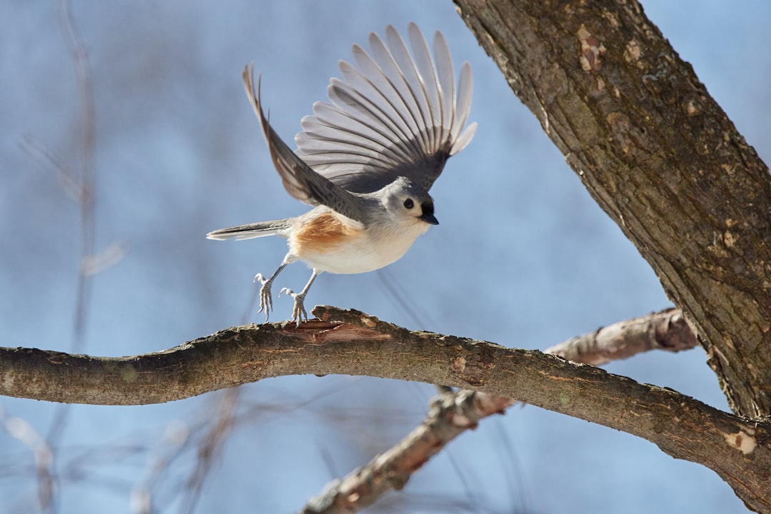 white and black bird on tree branch, A tufted titmouse spreads its wings to start flying on a sunny winter afternoon.