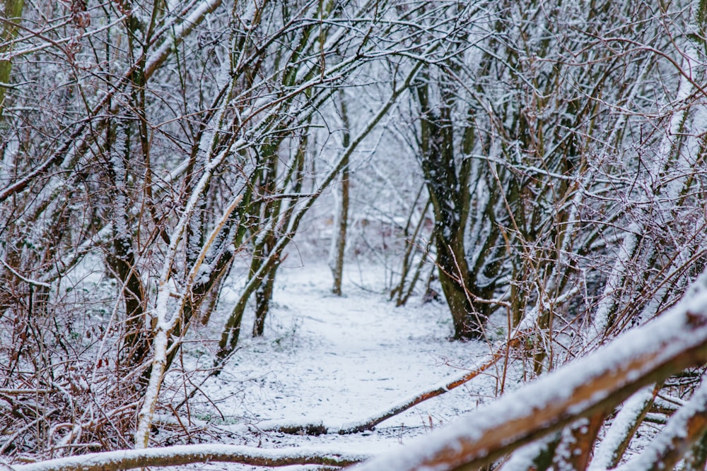 leafless trees covered with snow