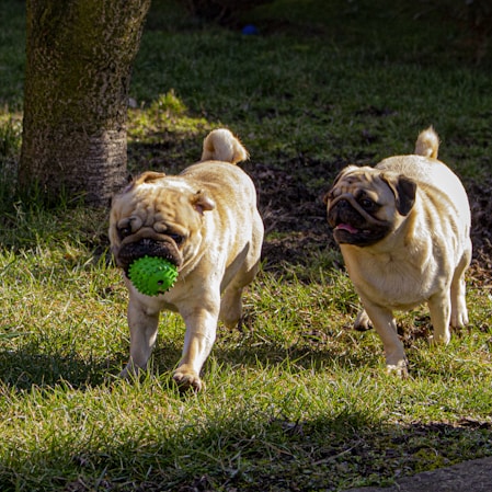 fawn pug on green grass field during daytime