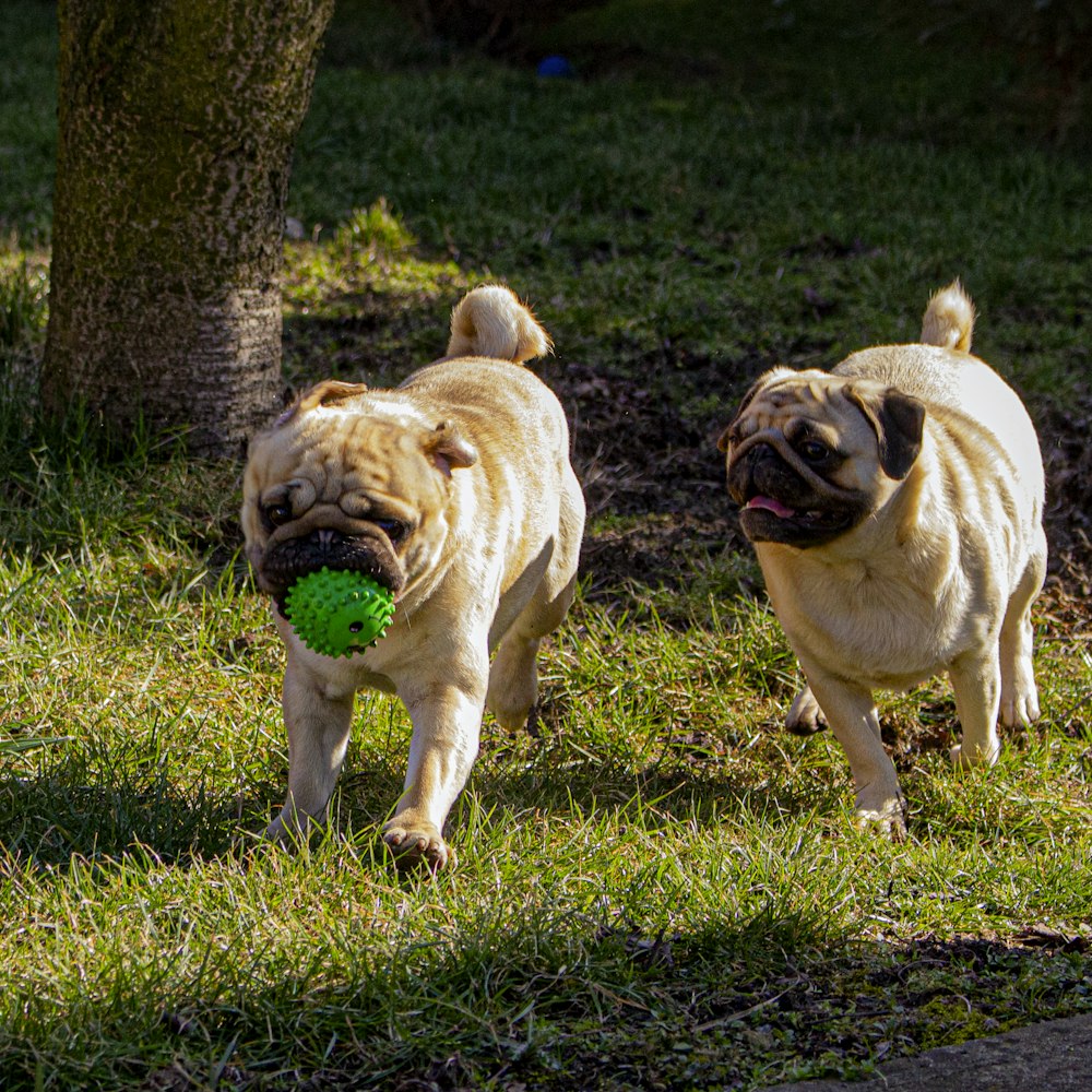 fawn pug on green grass field during daytime