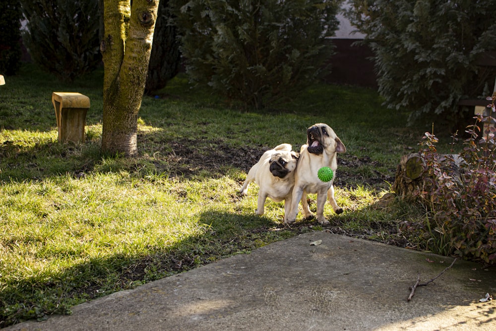 white and black short coated dog on gray concrete road