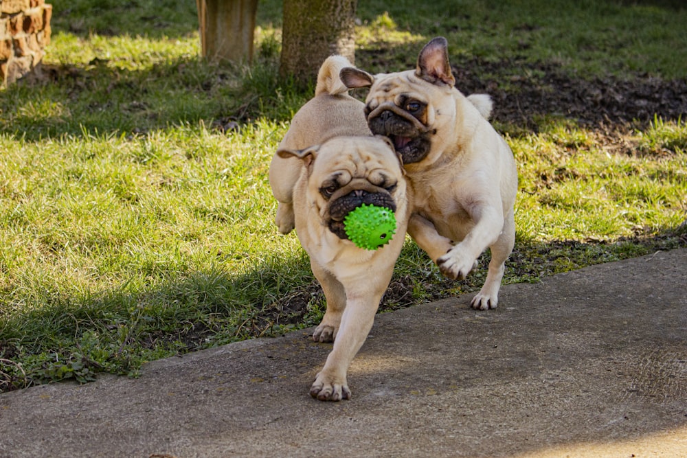 fawn pug playing with ball on the ground