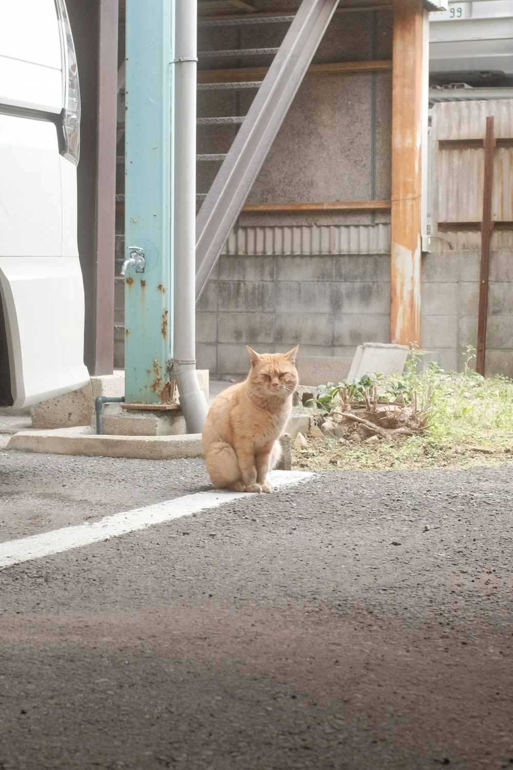 orange tabby cat sitting on gray concrete floor
