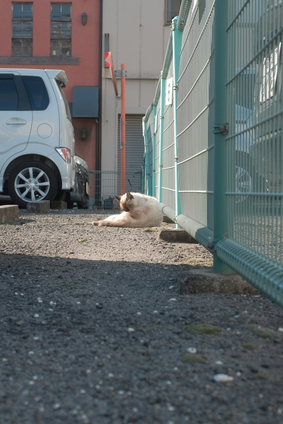 white and brown short coated dog lying on ground beside white car during daytime