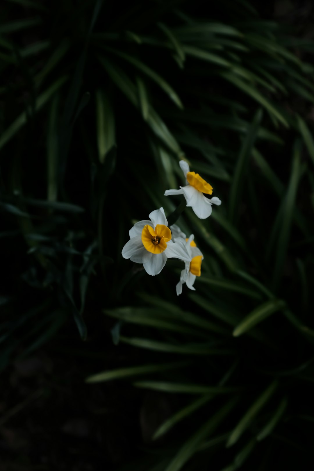 yellow and white flower in bloom