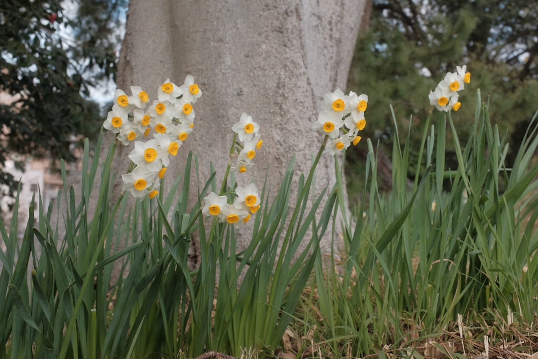 white and yellow flowers beside gray concrete wall