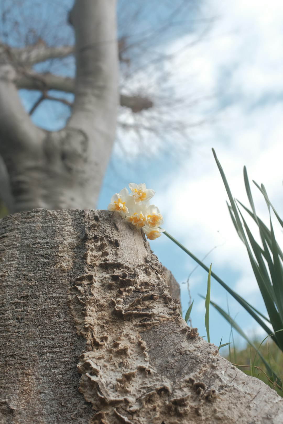 yellow flower on brown tree trunk