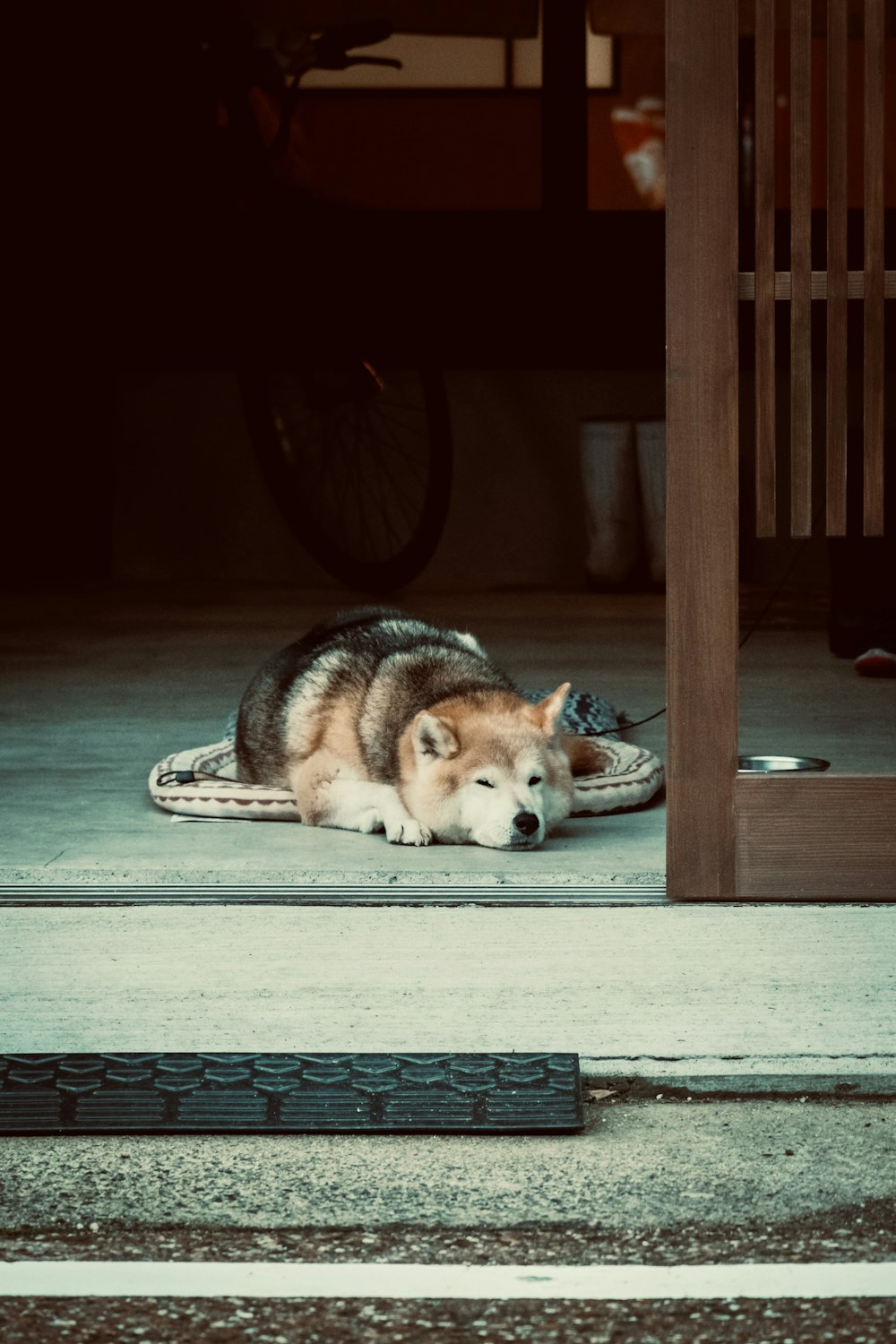 Husky sibérien noir et blanc couché sur le sol