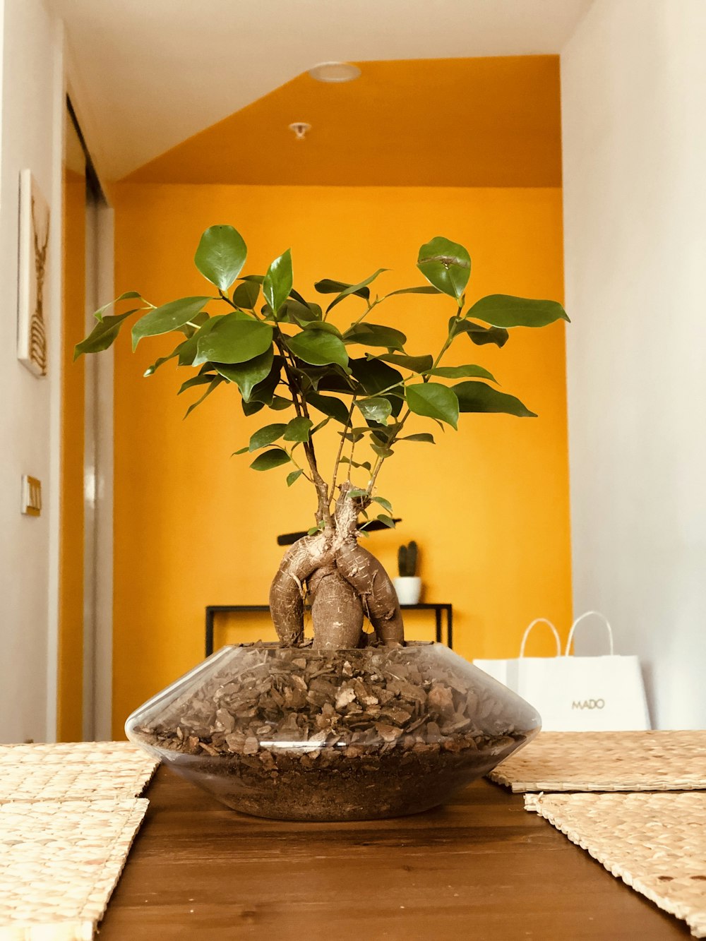 green plant on brown ceramic vase