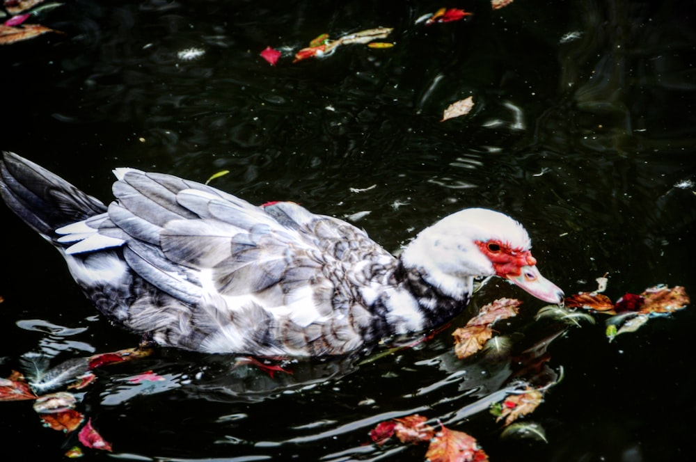 white duck on water during daytime