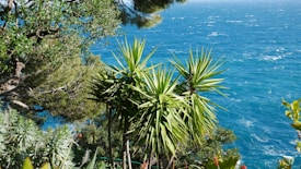 A lush, green landscape with tropical plants in the foreground, overlooking a vibrant blue ocean. The sunlight illuminates the scene, highlighting the textures of the foliage and the movement of the water. Trees stretch across the image, providing a natural frame to the seascape beyond.
