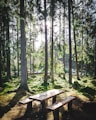 brown wooden picnic table surrounded by green trees during daytime