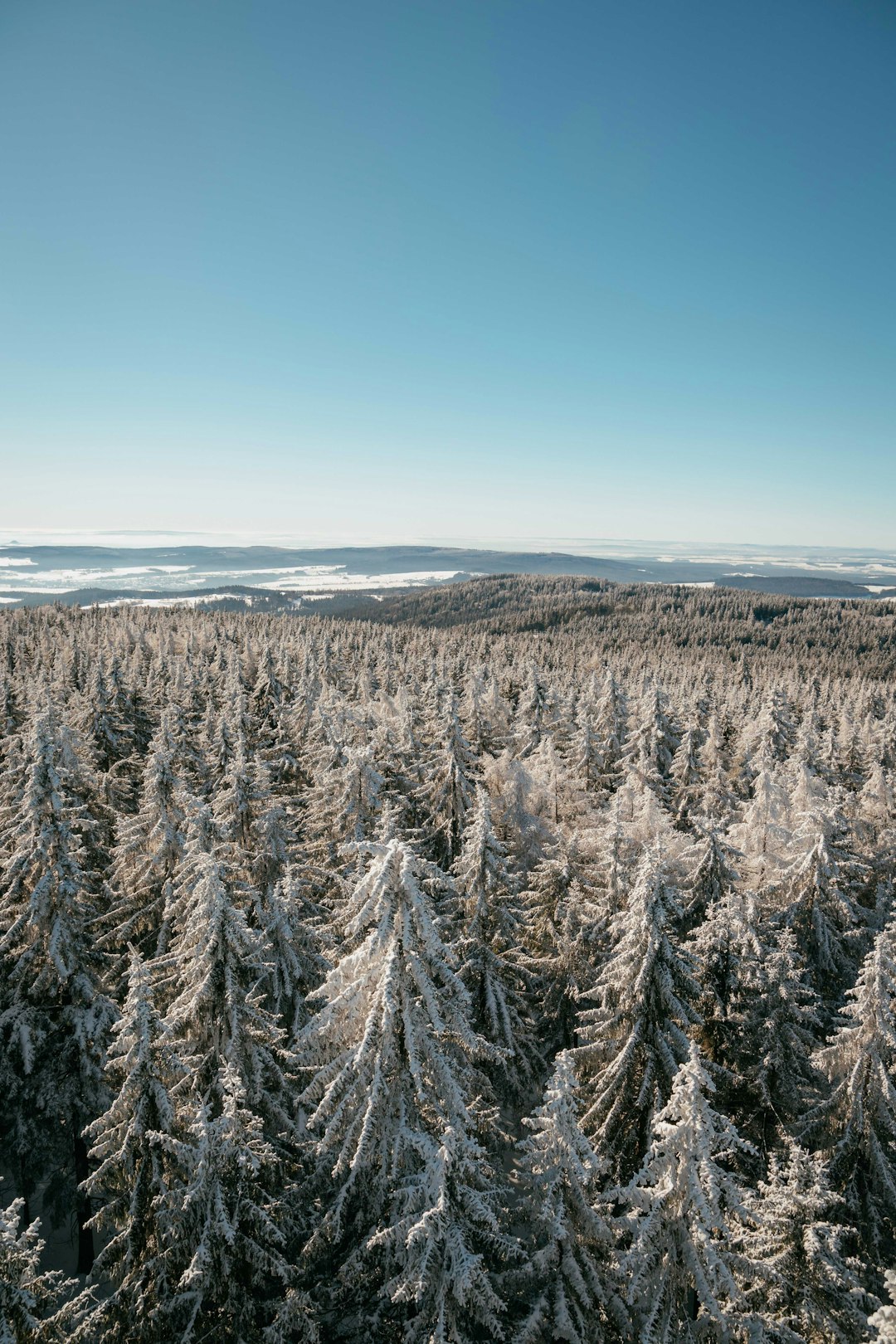 snow covered pine trees under blue sky during daytime