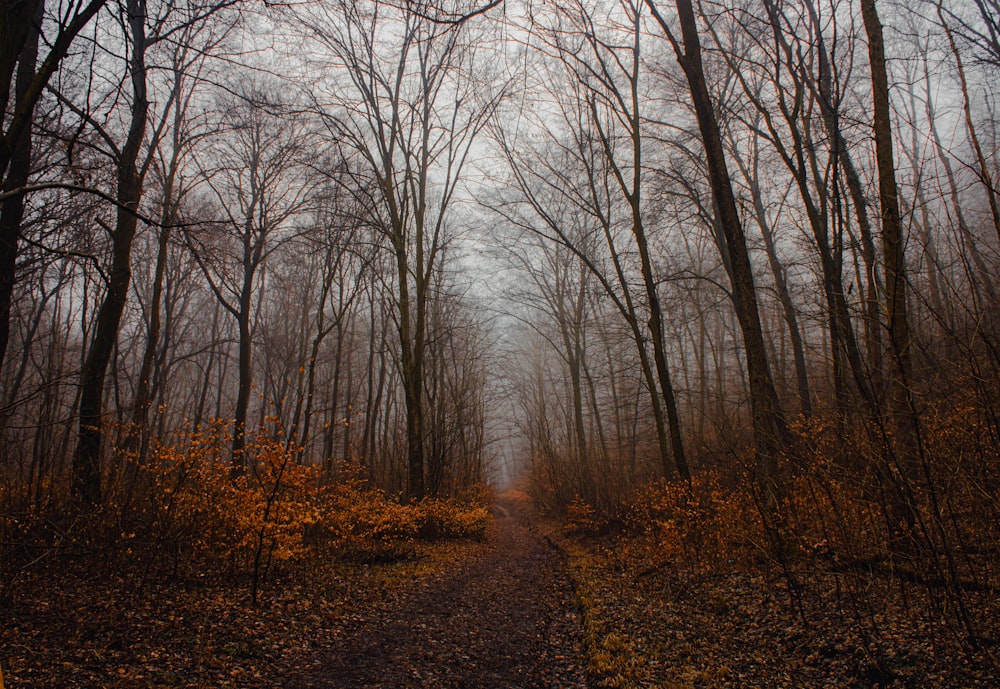 bare trees on brown soil