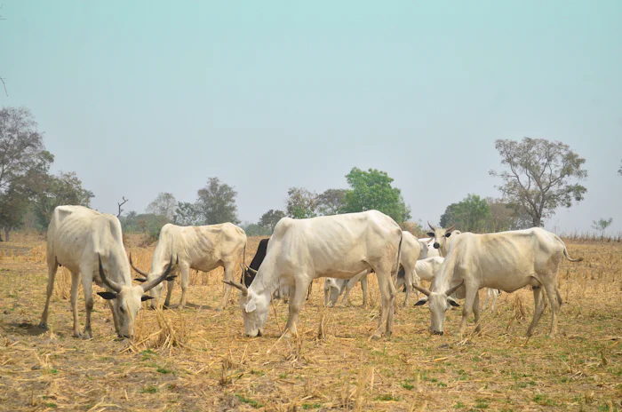 A herd of white goats on dry grassland