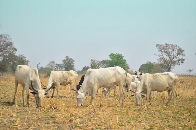 Agriculture and agribusiness supply